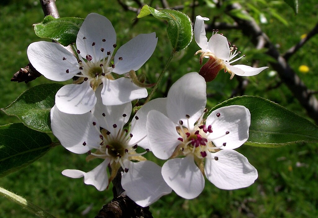 Weiße, fünfblättrige Blüten des Birnbaums. Sie sind an den dunkelroten Staubbeuteln gut zu erkennen
