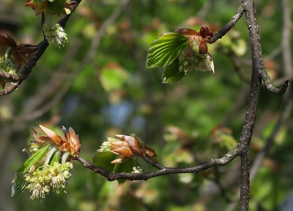 zartgrüne Blüten an einem Baumzweig