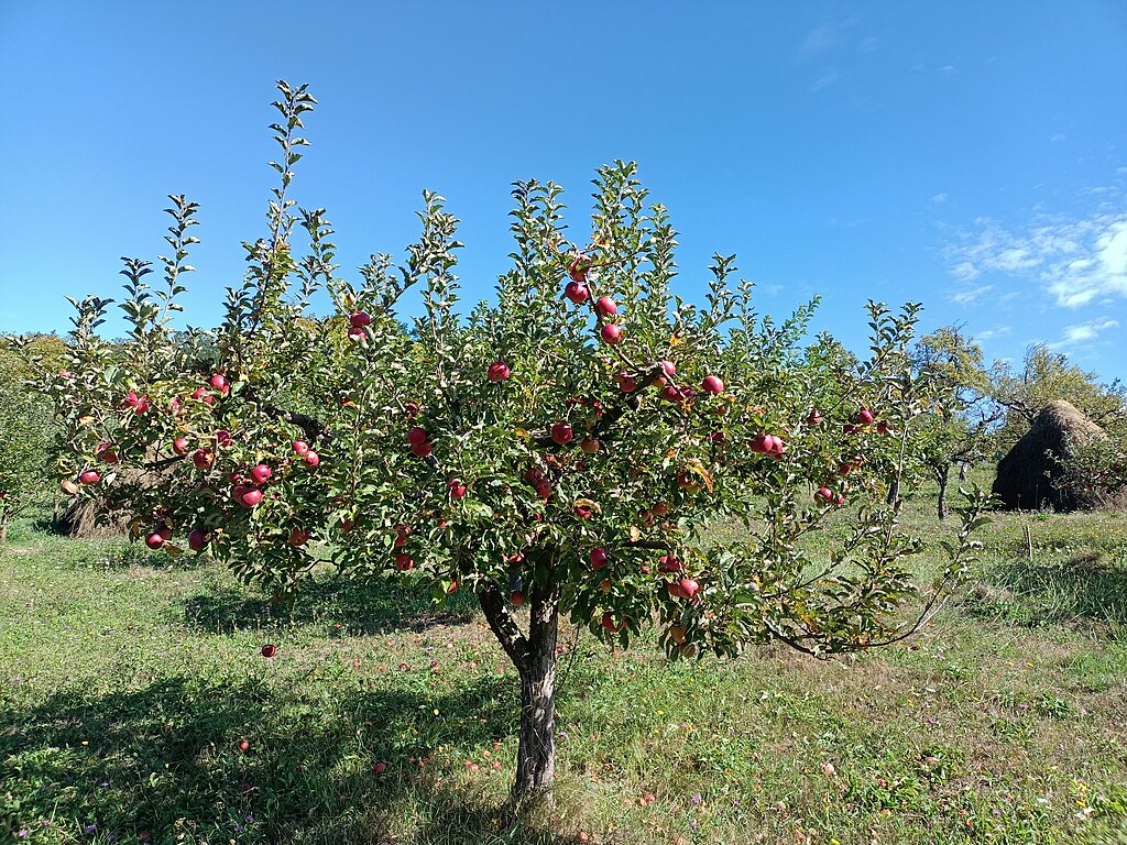 Kleiner Apfelbaum (Mittelstamm) behängt mit reifen Äpfeln auf einer Wiese.