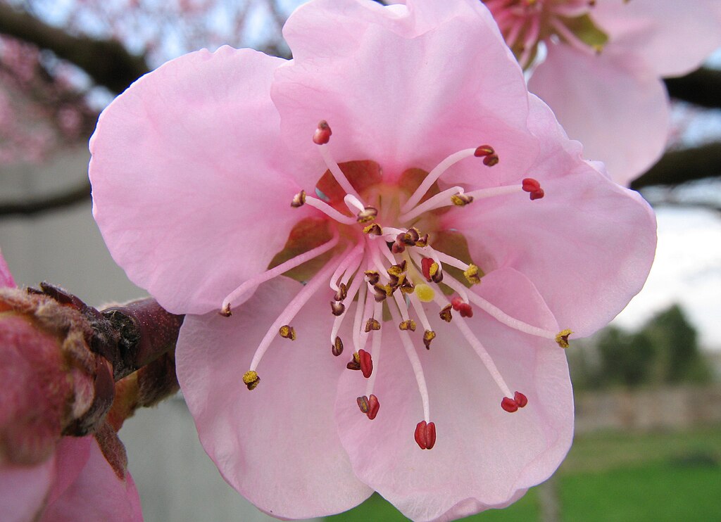 Hellrosa, fünfblättrige Blüten des Pfirsichbaums