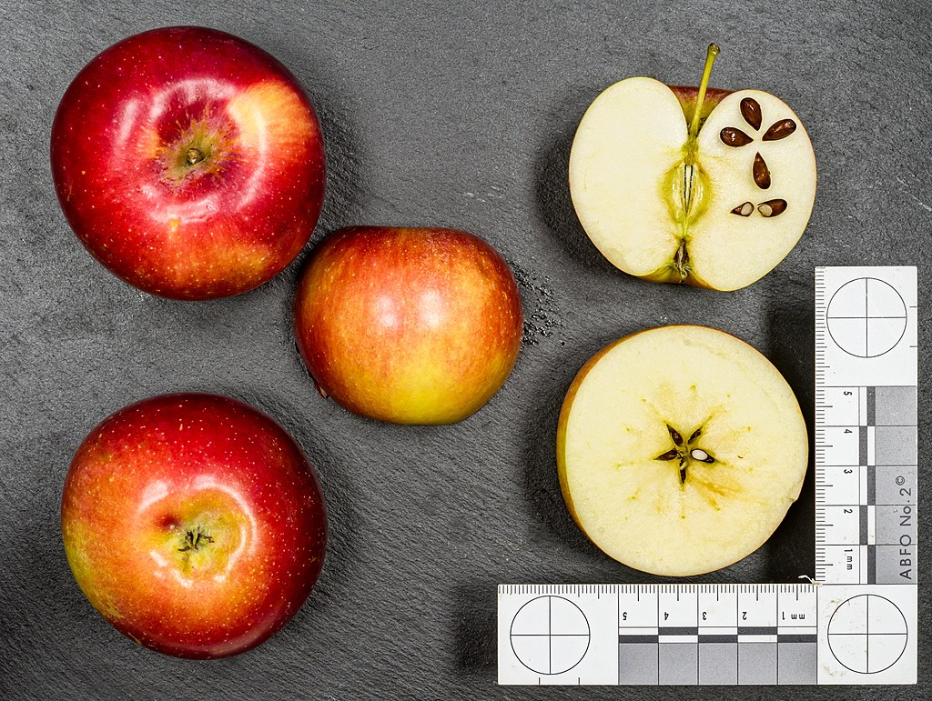 Reife, rotbackige Äpfel auf grauem Hintergrund. Zwei Äpfel sind halbiert - einer längs, einer quer - so dass man das Kerngehäuse sieht