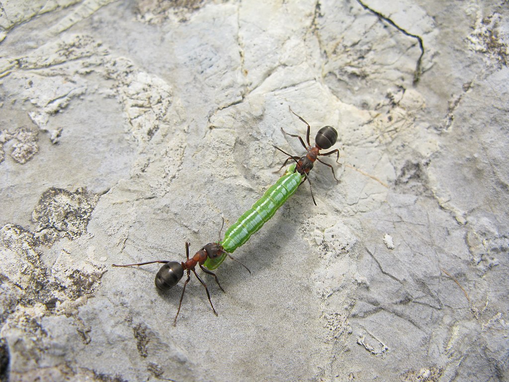 Zwei Waldameisen mit rotbraunem Körper und dunklen Beinen, Hinterleib und Kopf beim Abtransport einer grünen Raupe