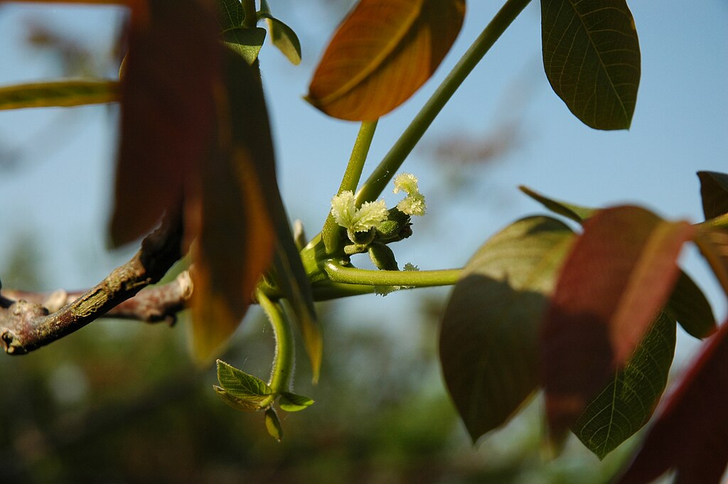 winzige weiße Blüten zwischen Blättern eines Baumes