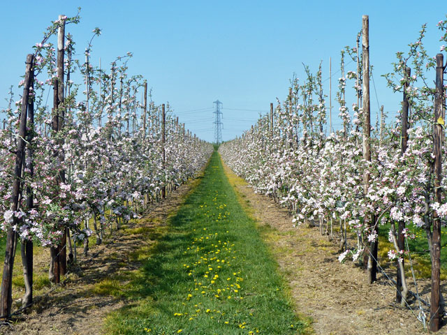 Blühende Apfelplantage mit Niedrigstammbäume, die in mehreren Reihen angeordnet sind