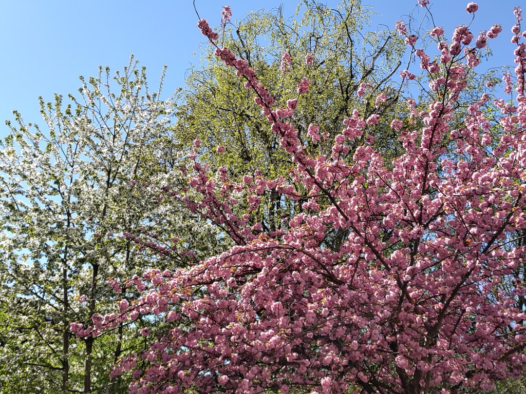 weiß, rosa und grün blühende Bäume im Frühling