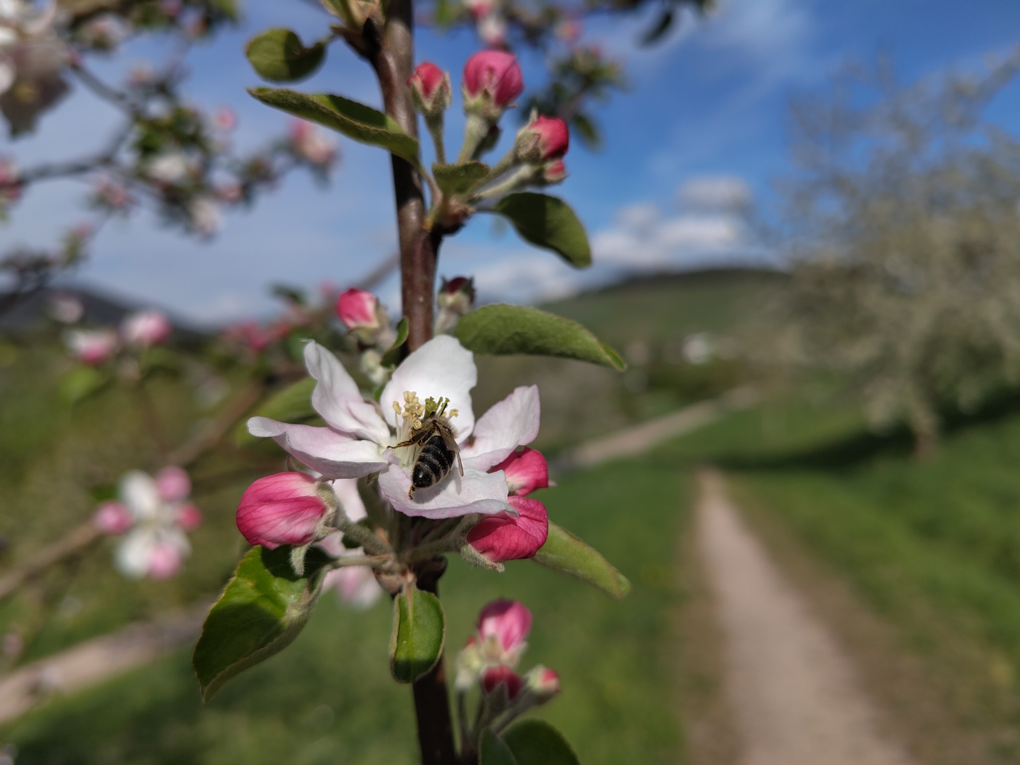 Apfelblüte Biene