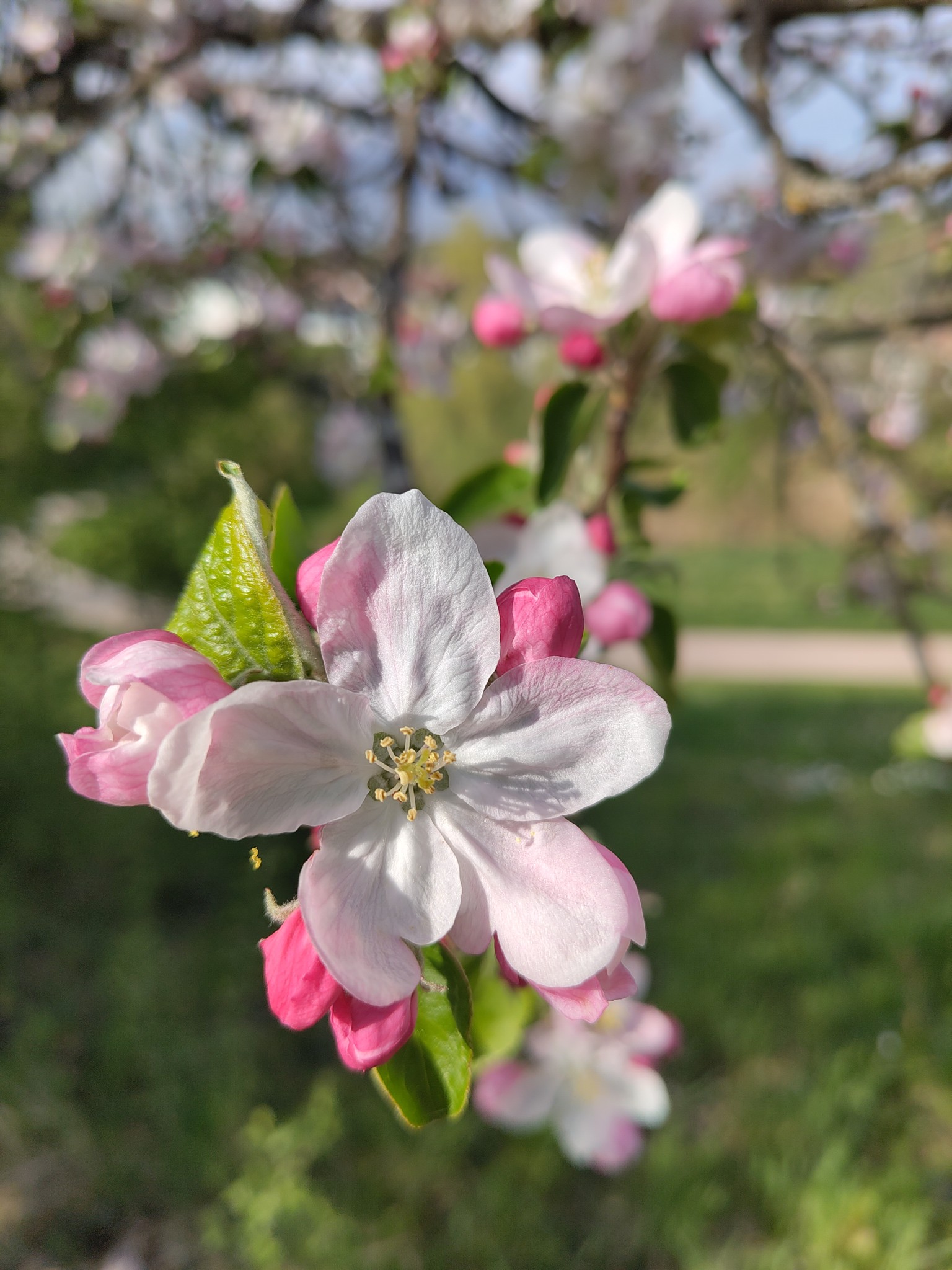 Apfelblüte