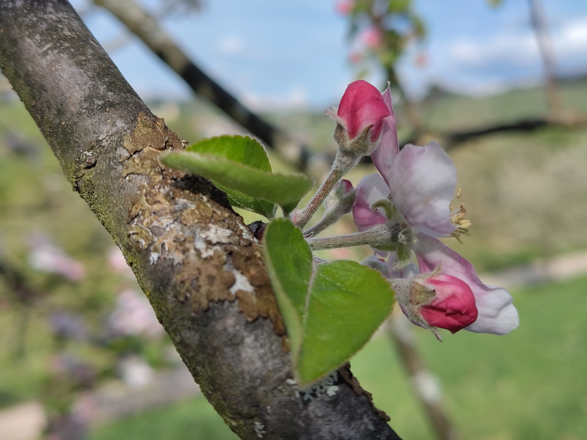 Apfelblüte an Zweig