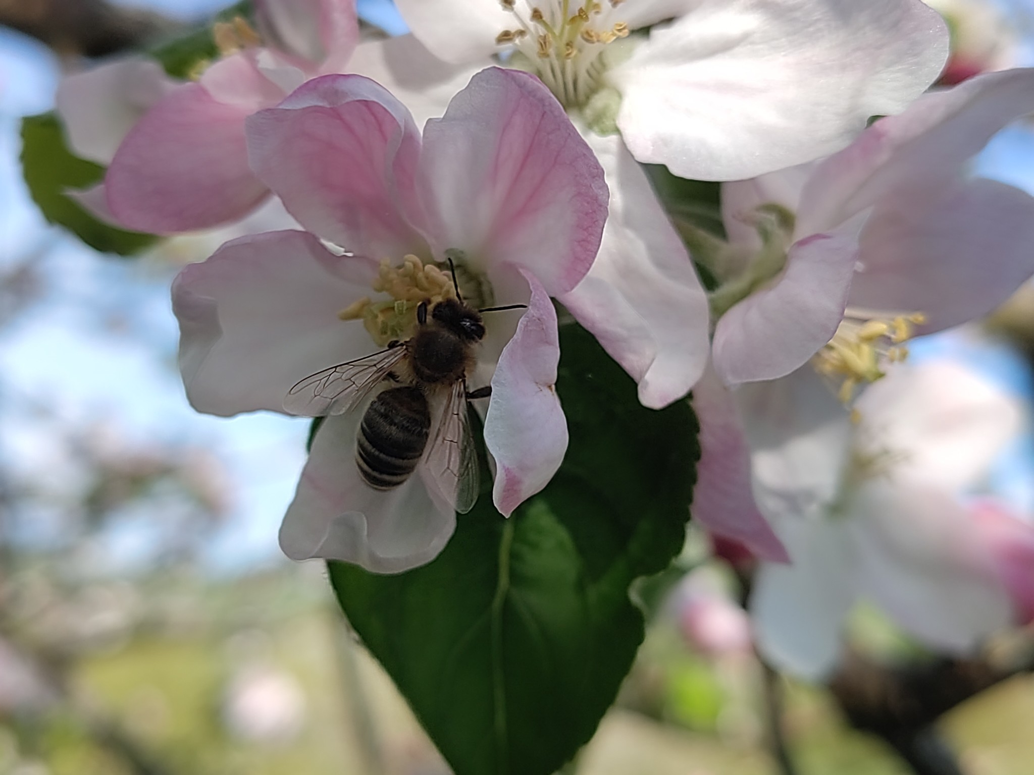 Apfelblüte mit Biene