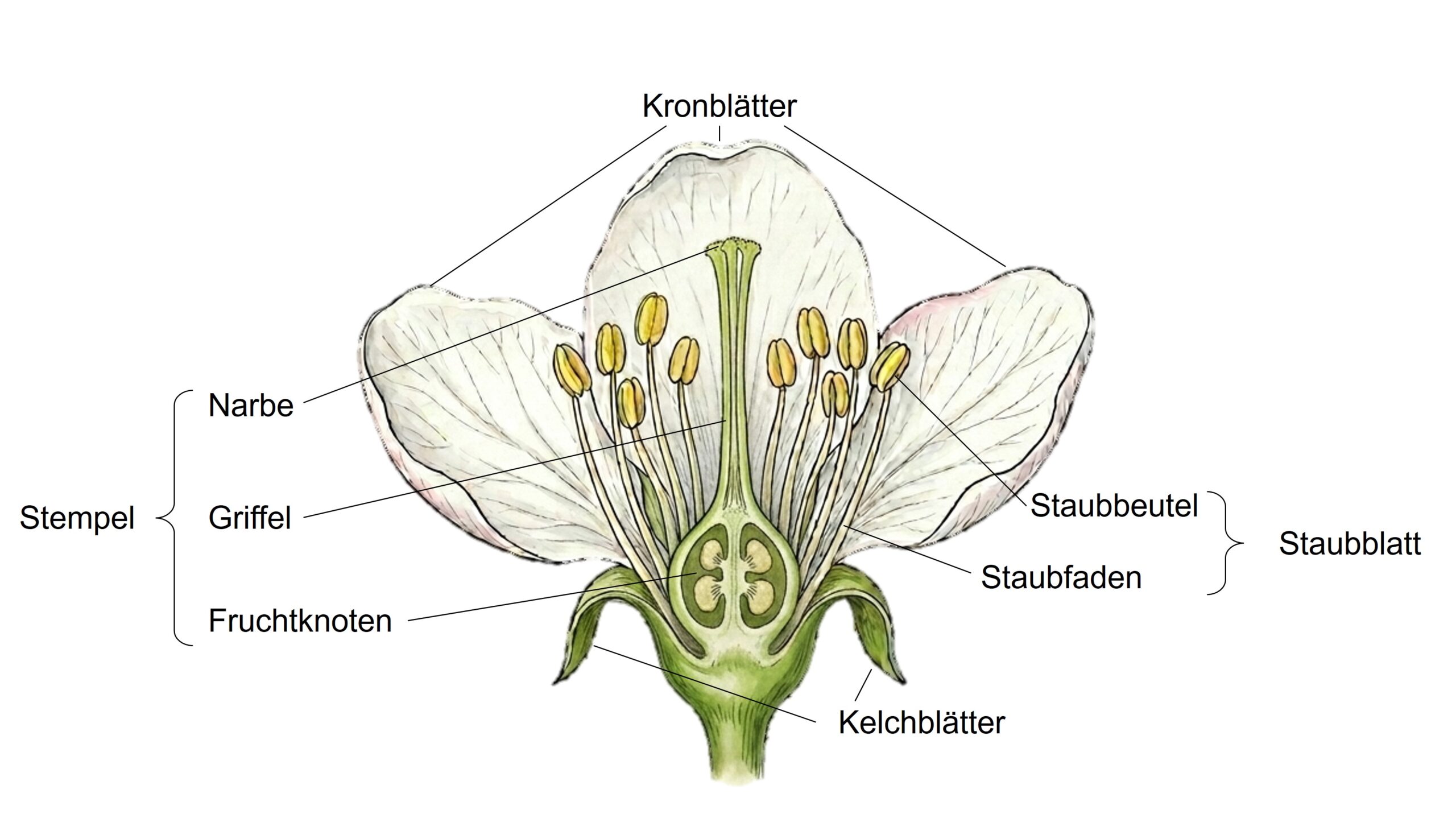 Schemazeichnung: Längsschnitt einer Apfelblüte mit Beschriftung der einzelnen Blütenteile.