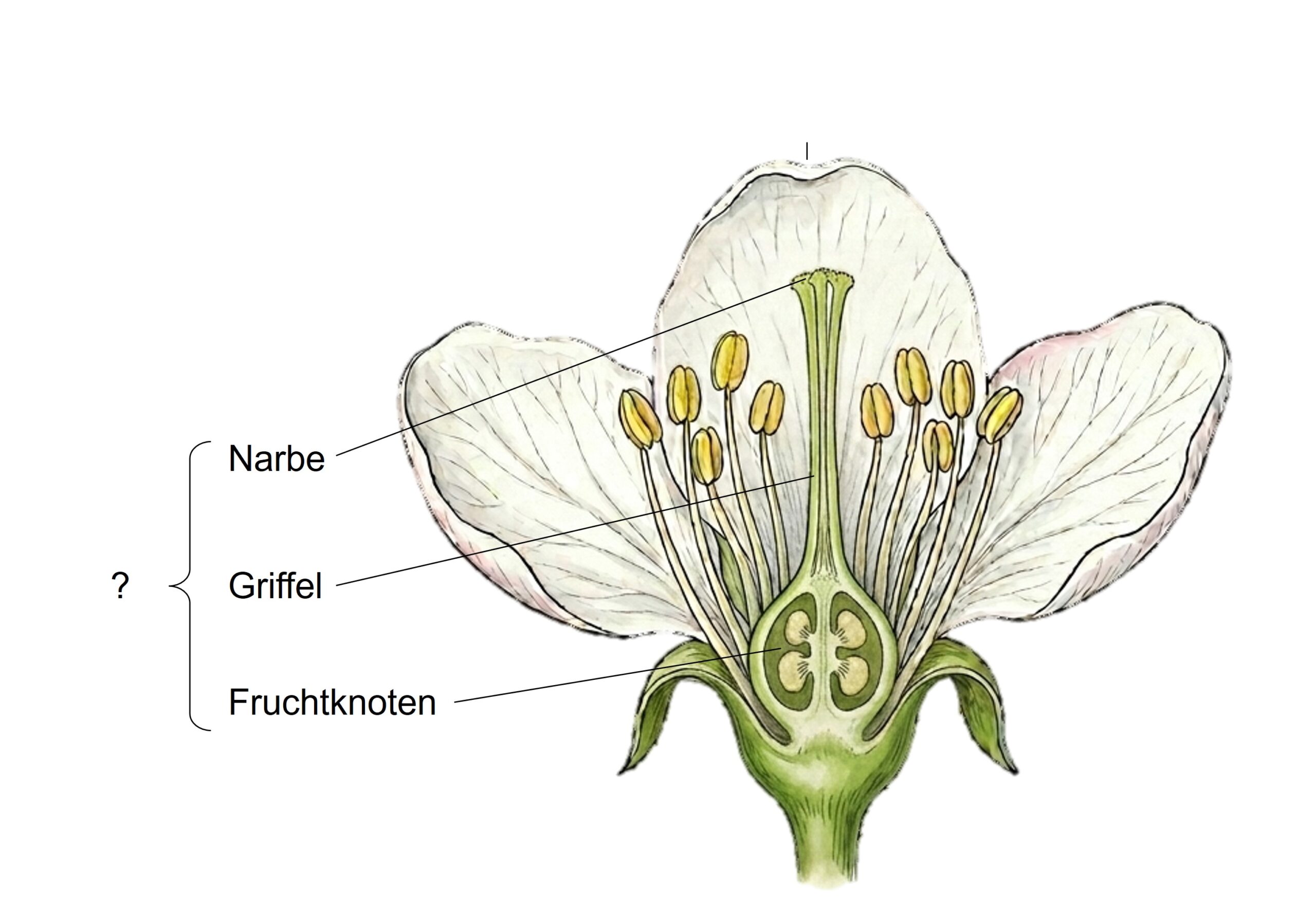 Schemazeichnung: Längsschnitt einer Apfelblüte
