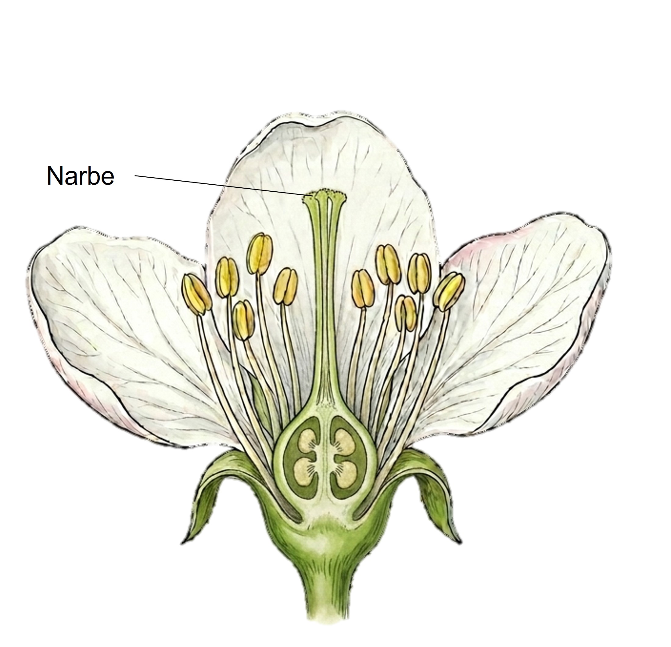 Schemazeichnung: Längsschnitt einer Apfelblüte