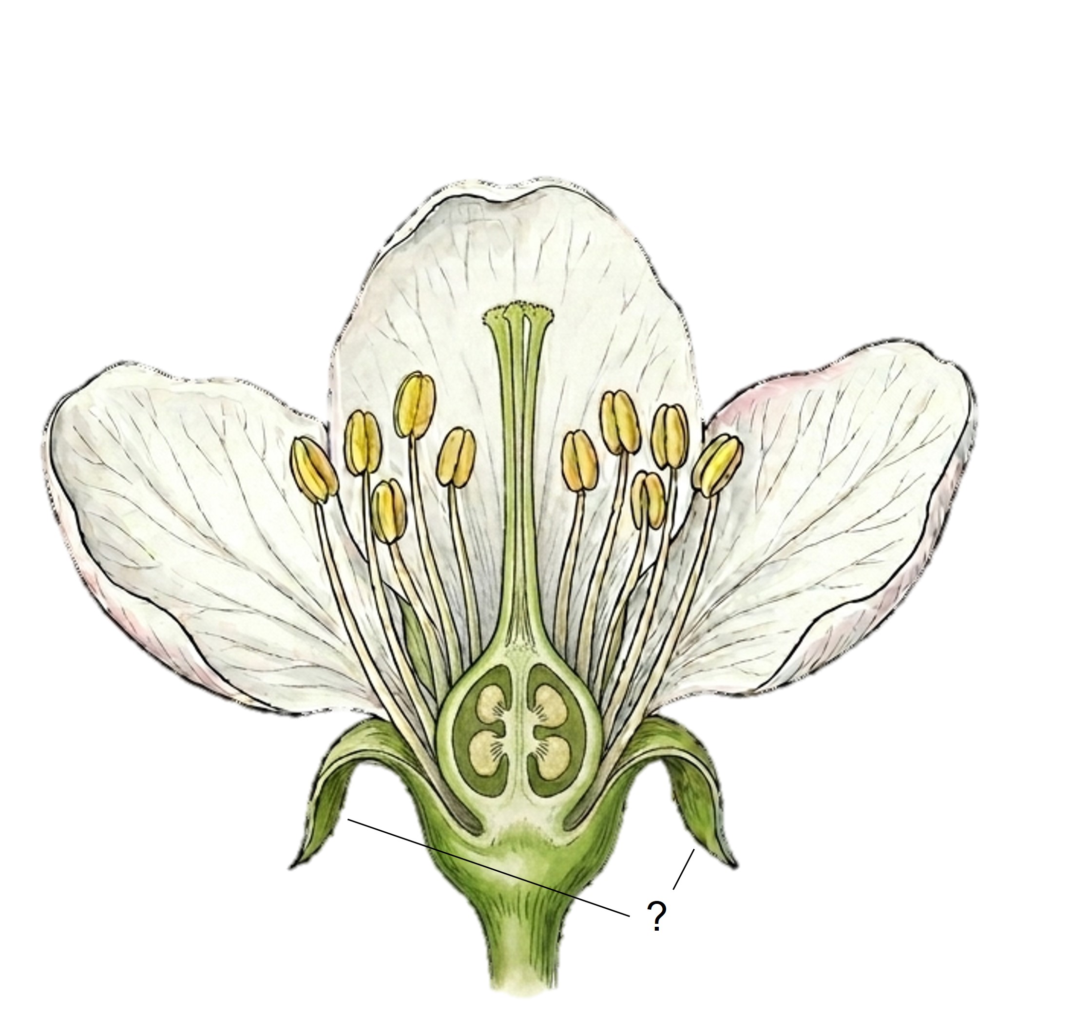 Schemazeichnung: Längsschnitt einer Apfelblüte