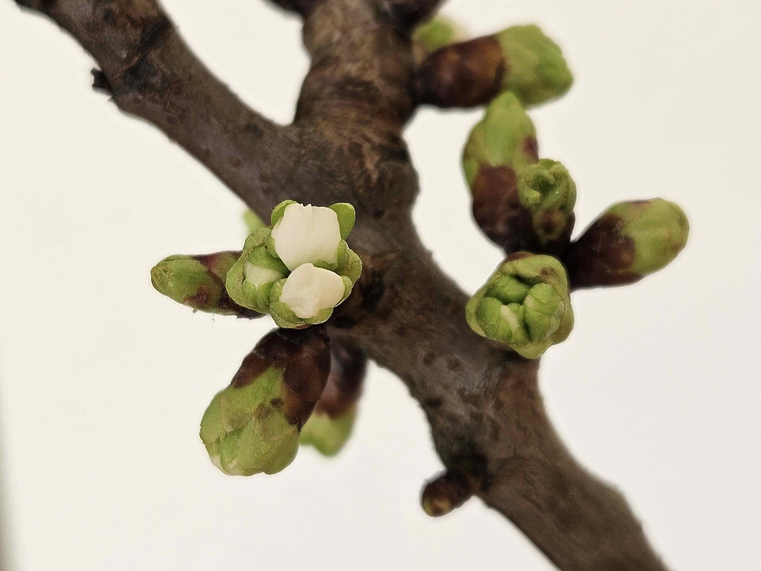 Knospen von Kirschblüten
