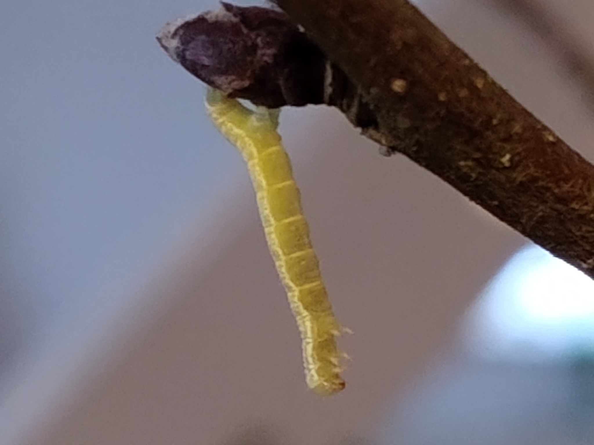 grüne Raupe hängt kopfüber an brauner Knospe