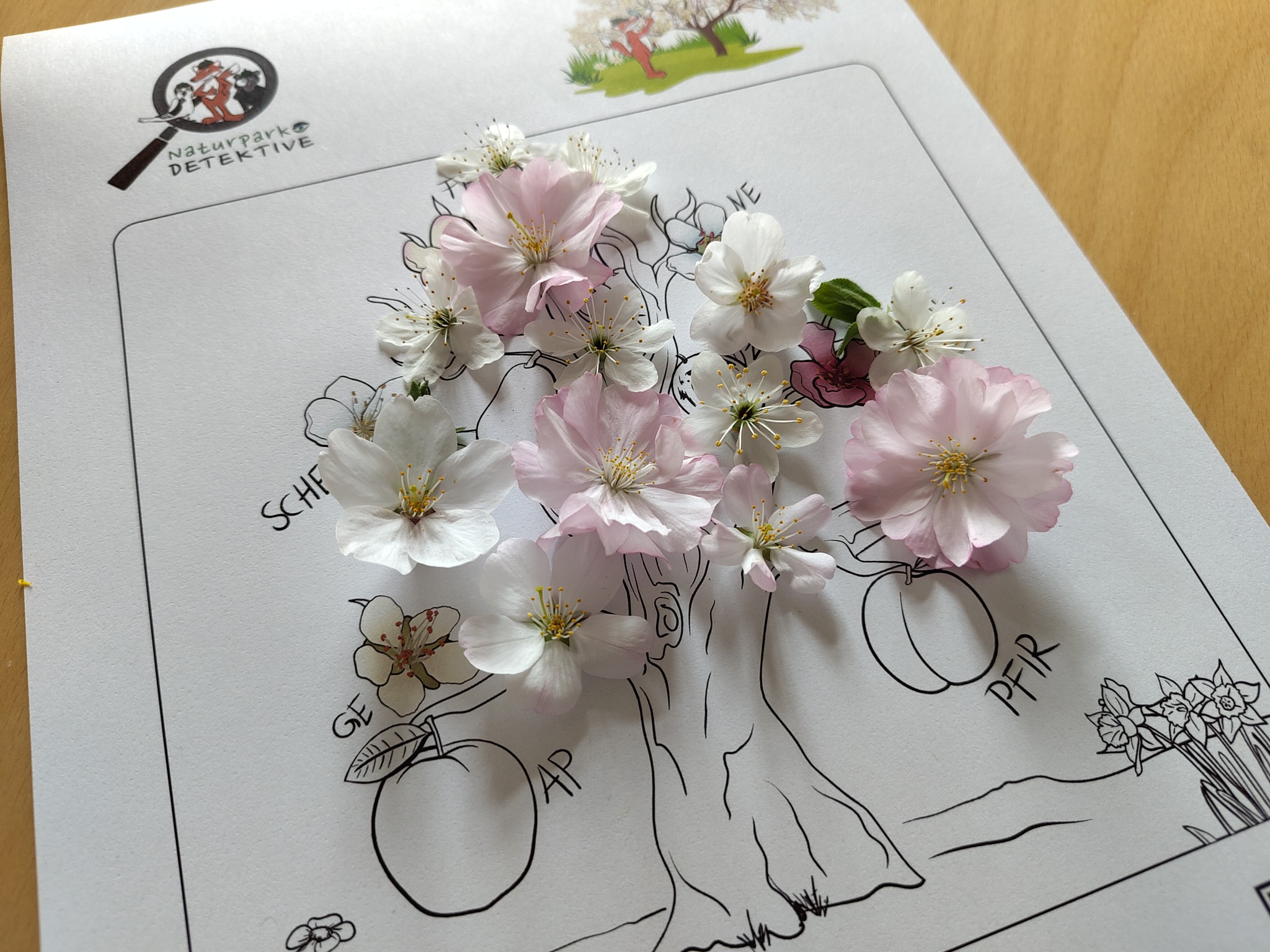 Blüten auf einem Ausmalbild eines Baumes montiert