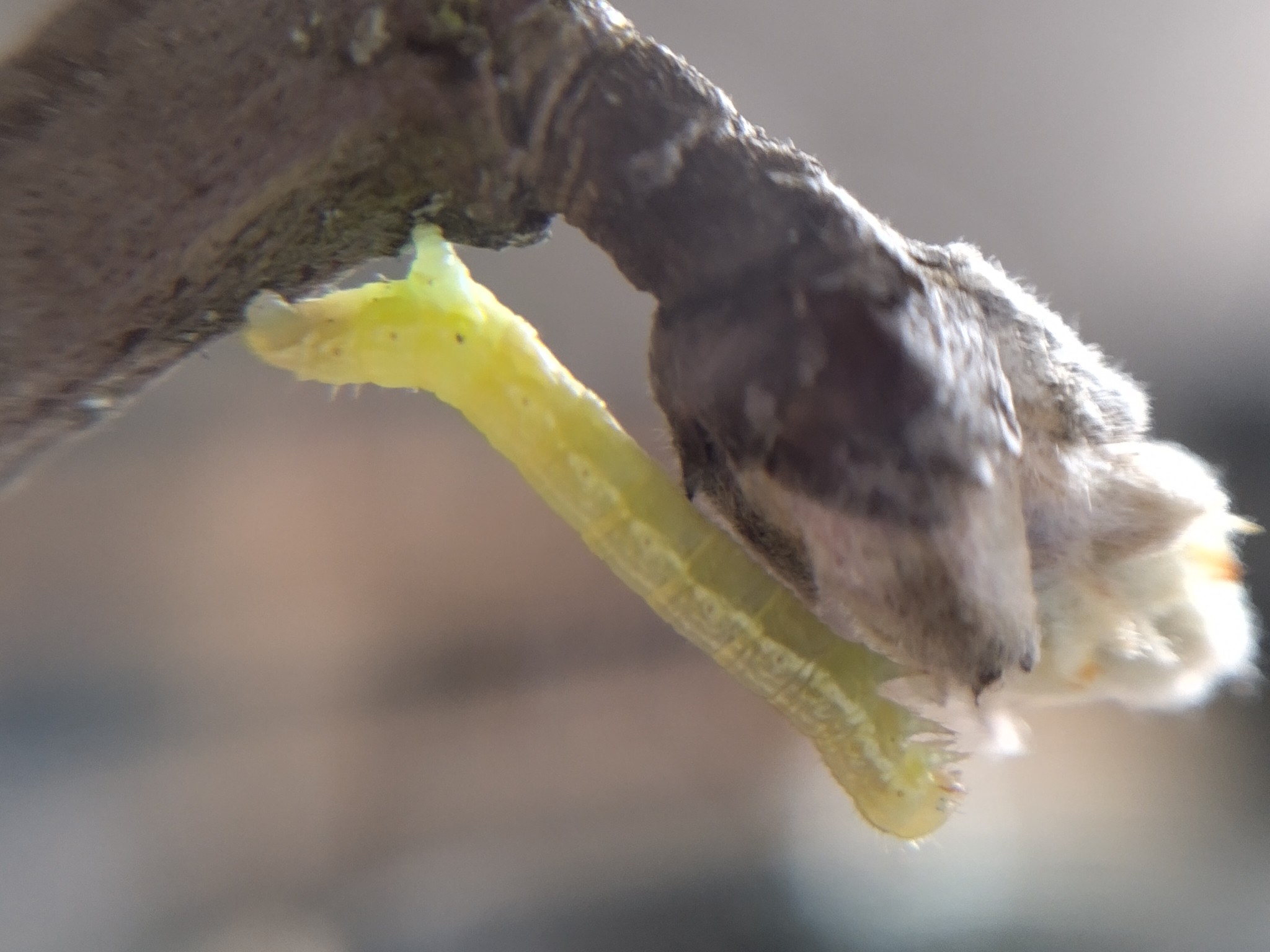 grüne Raupe an einer Knospe