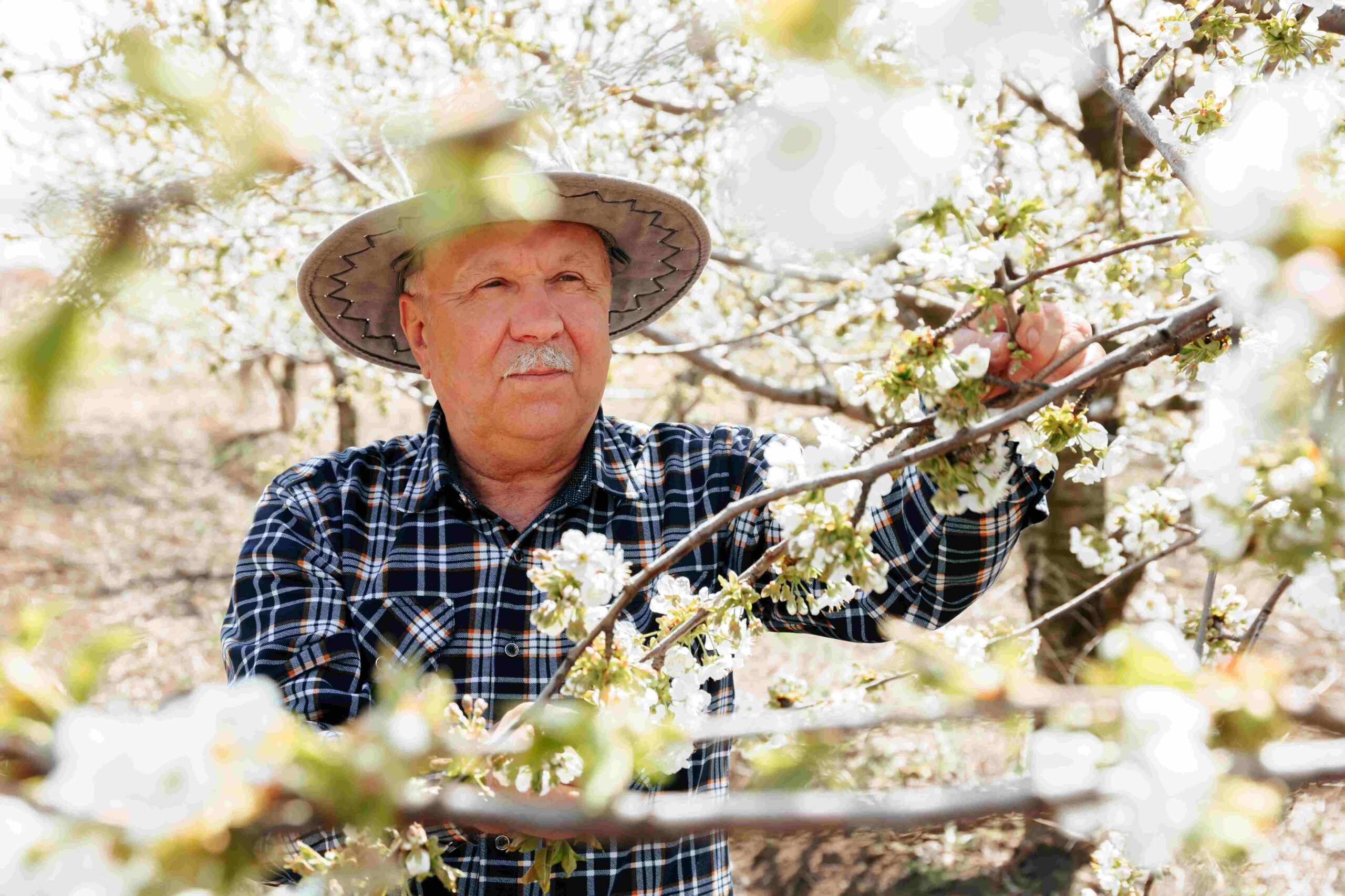 alter Mann betrachtet blühenden Obstbaum