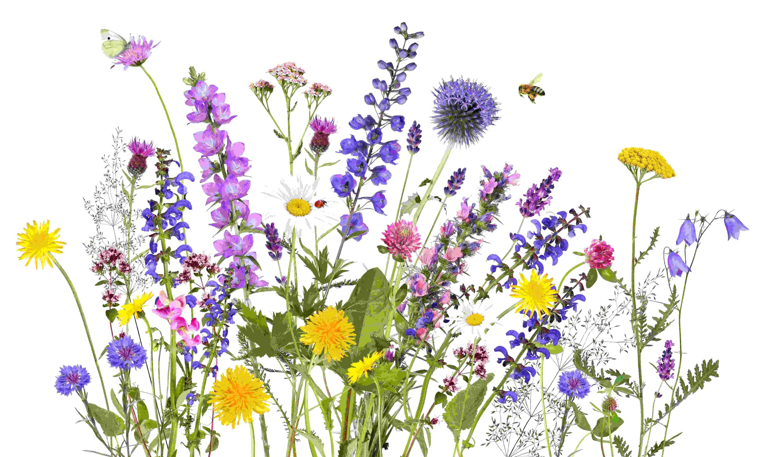 Blüten einer Wiese vor weißem Hintergrund