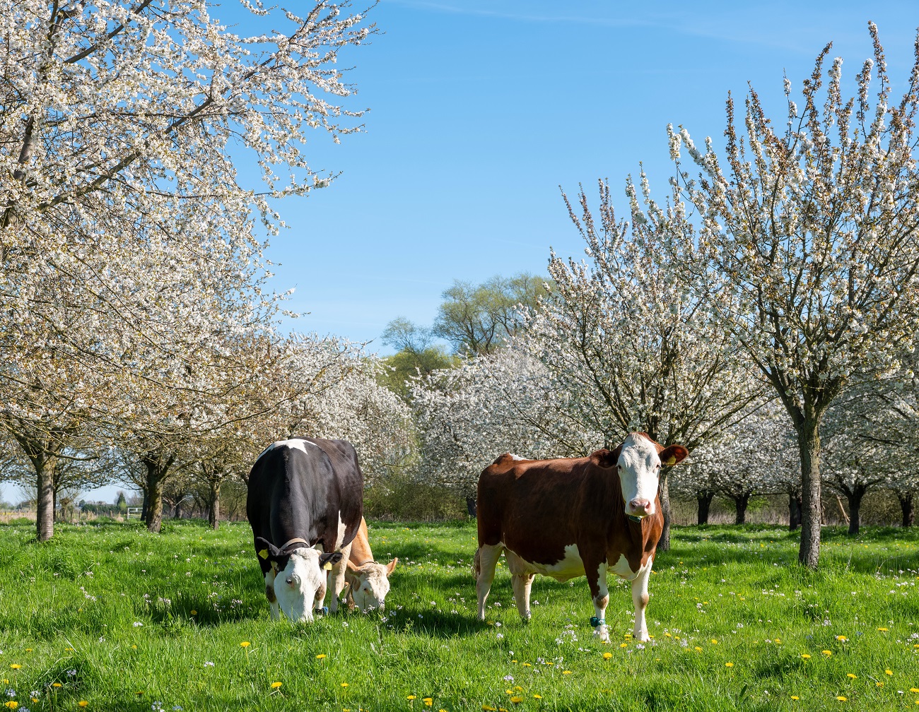 Kühe auf der Streuobstwiese zwischen blühenden Apfelbäumen