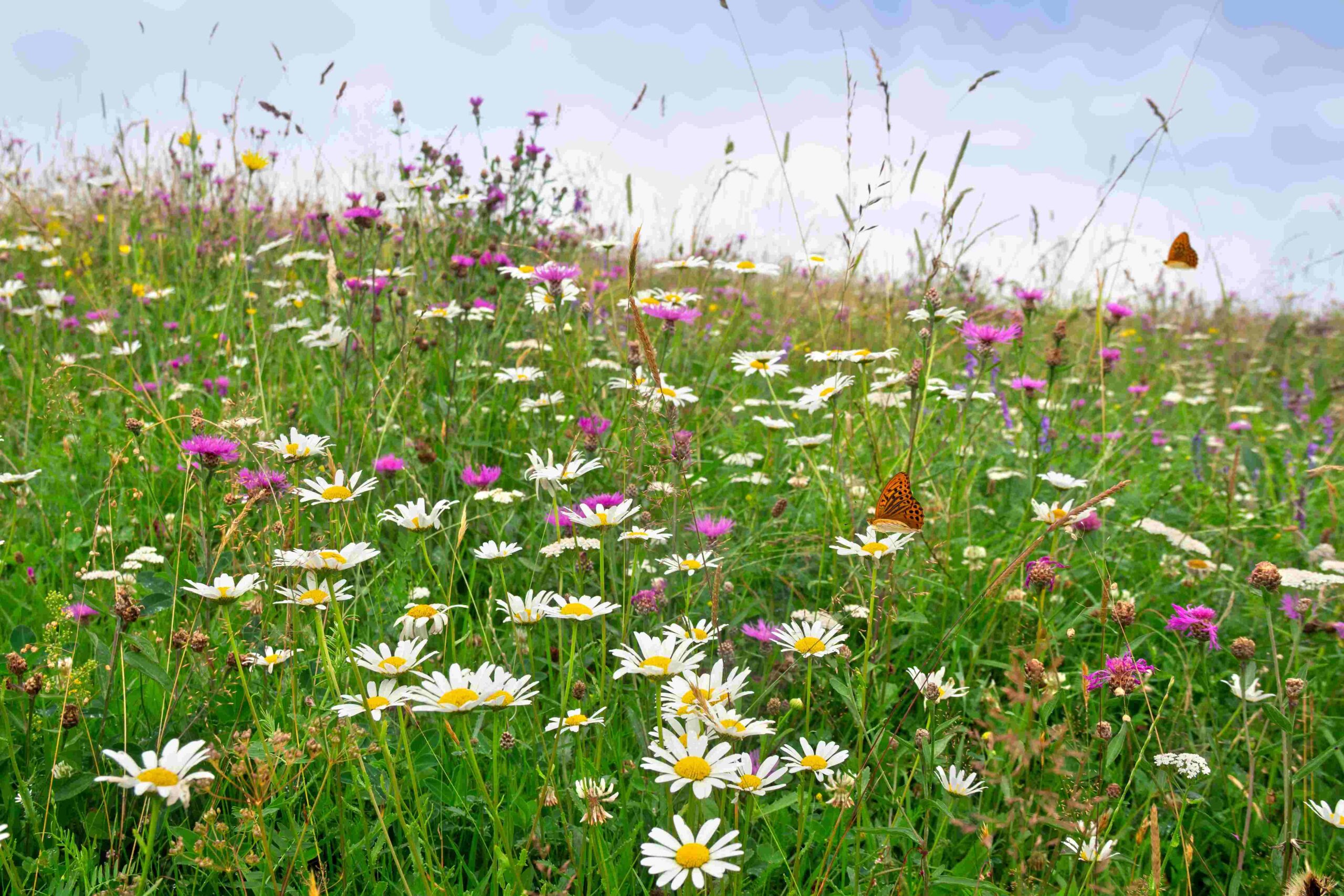 blühende Blumenwiese mit Schmetterlingen