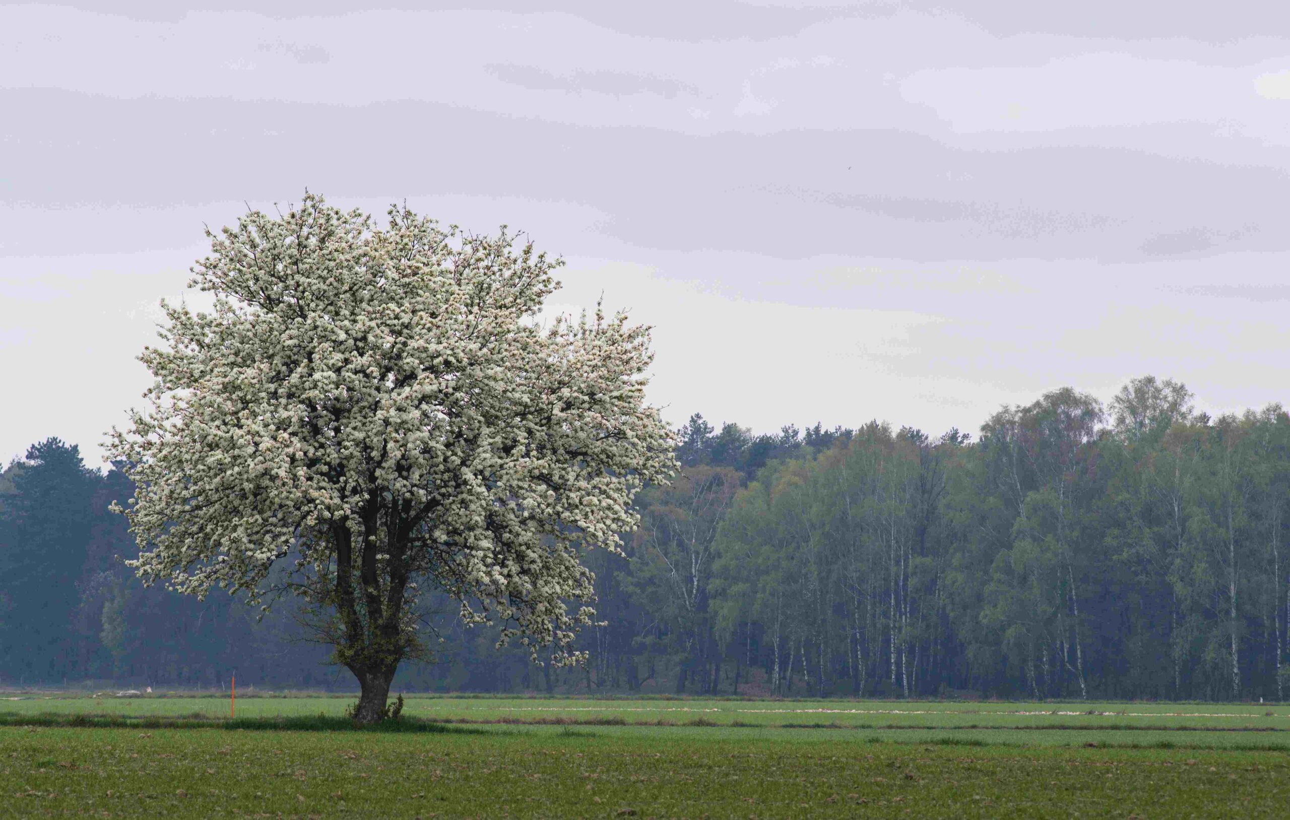 blühender Baum mitten in der Landschaft vor einem entfernten Wald