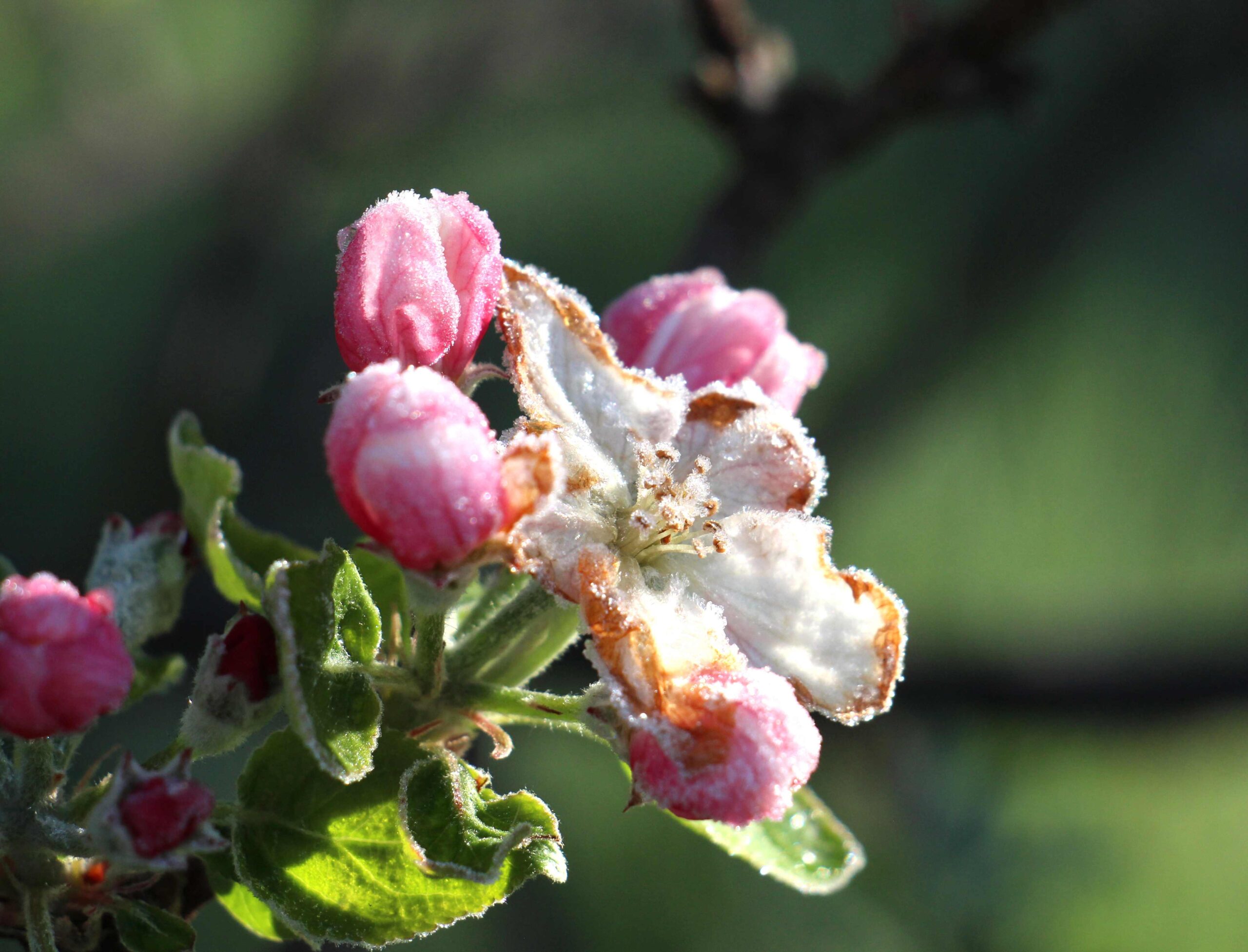 Apfelblüte ist überfroren