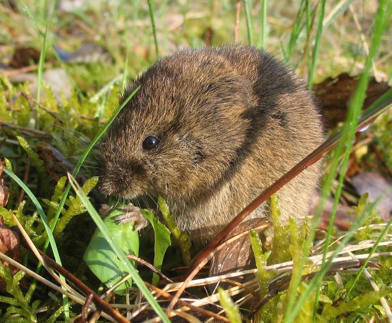 Feldmaus mit kleinen Ohren und gelbbraunem Fell im Gras sitzend. Sie hält ein grünes Blatt zwischen den Vorderpfoten und knabbert daran.