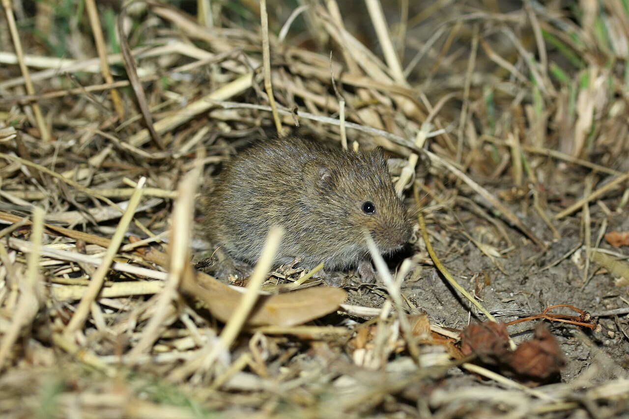 Feldmaus mit kleinen Ohren und graubraunem Fell auf einem Stoppelfeld.