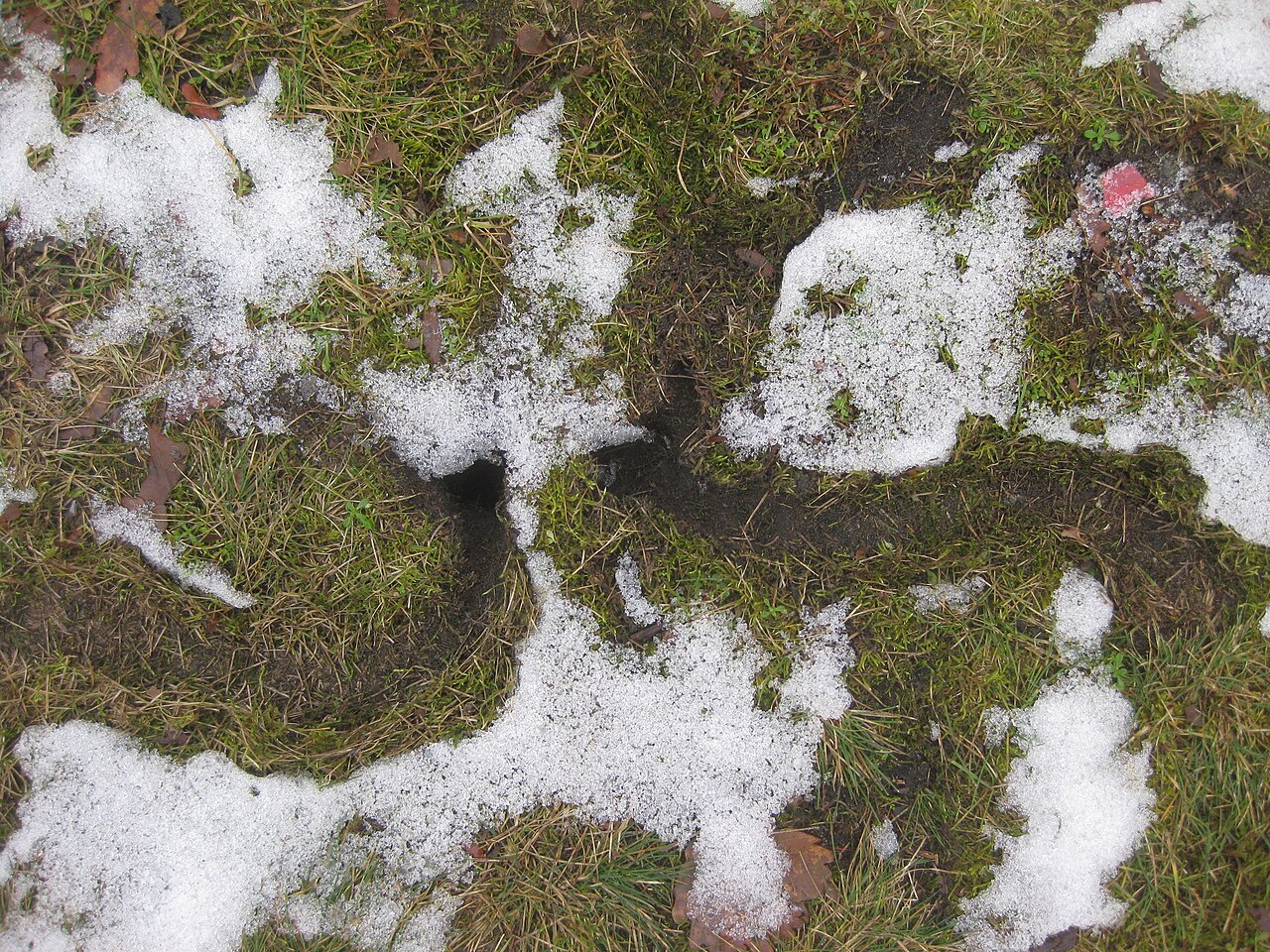 Oberirdische Laufgänge und Eingänge der Feldmaus