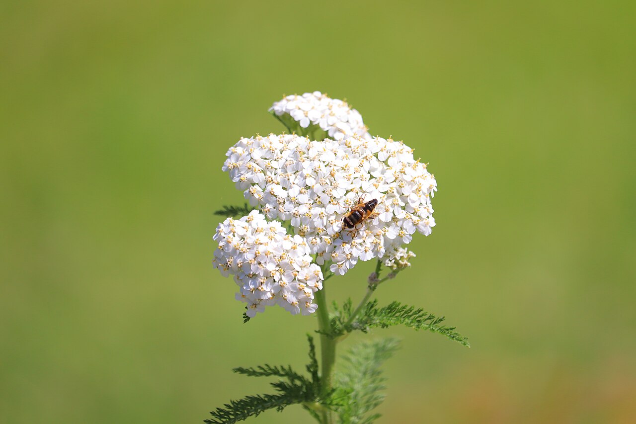 Weiße, blühende Schafgarbe vor grünem Hintergrund. Auf der Blüte sitzt eine kleine Wildbiene.