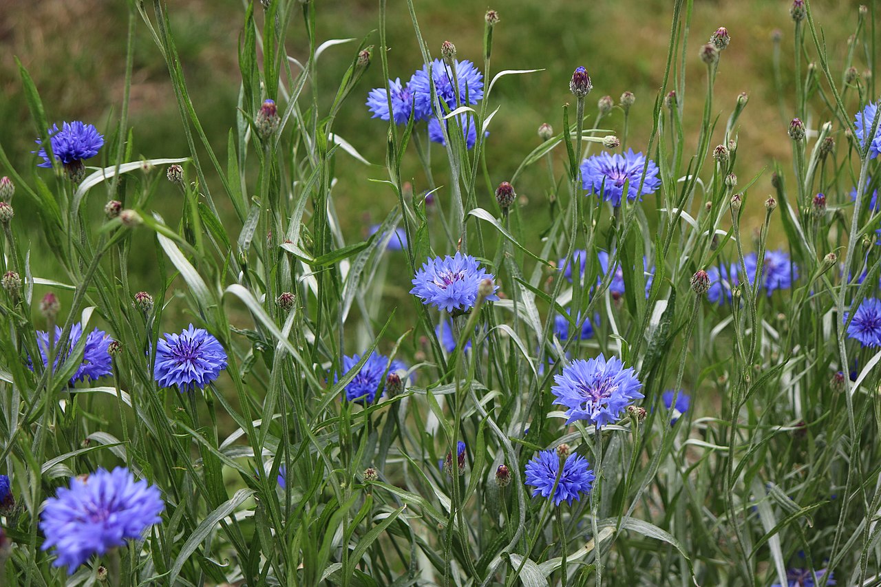 Blau blühende Kornblumen auf einer Wiese.
