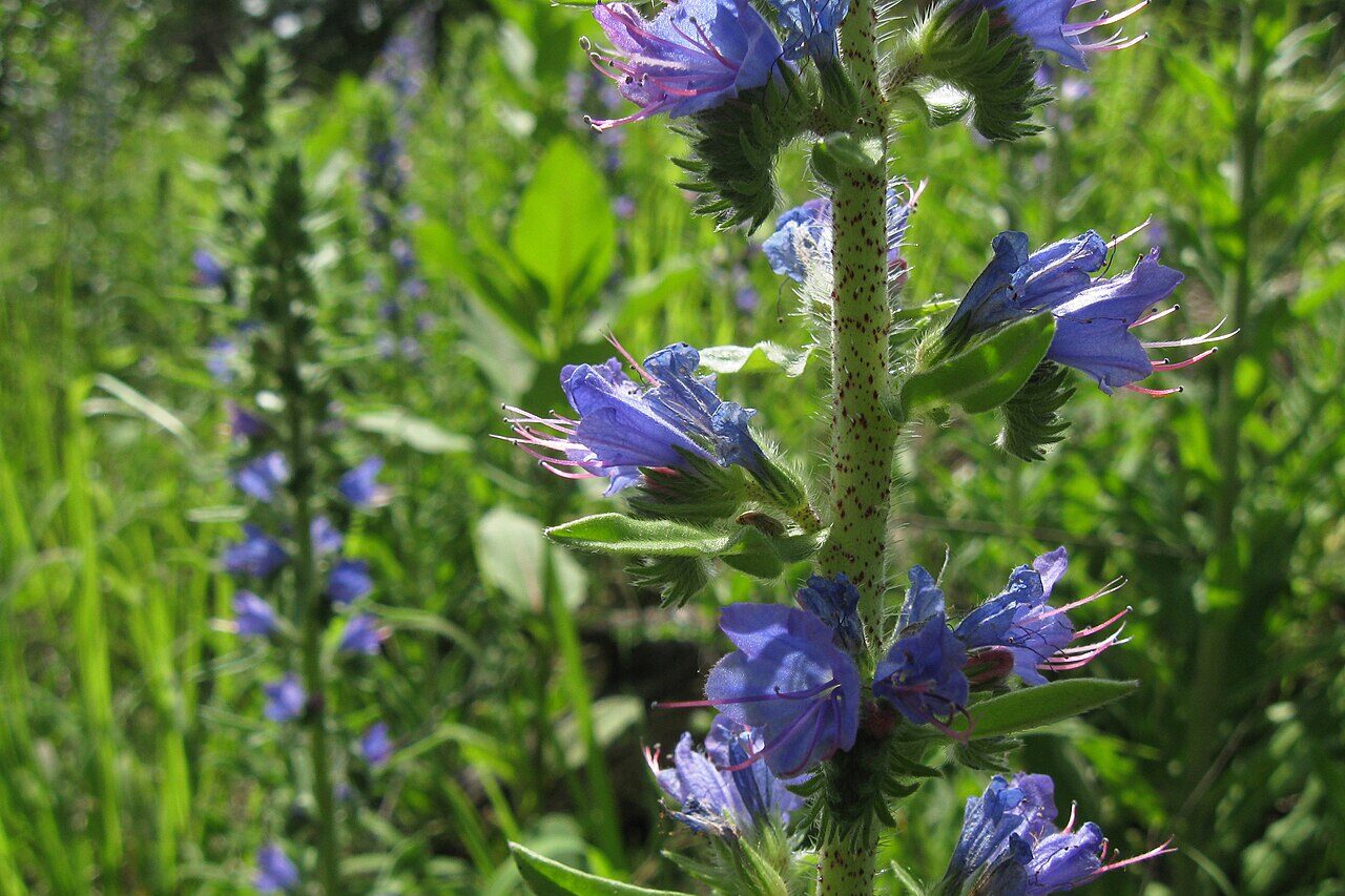 Blau blühender Natternkopf.