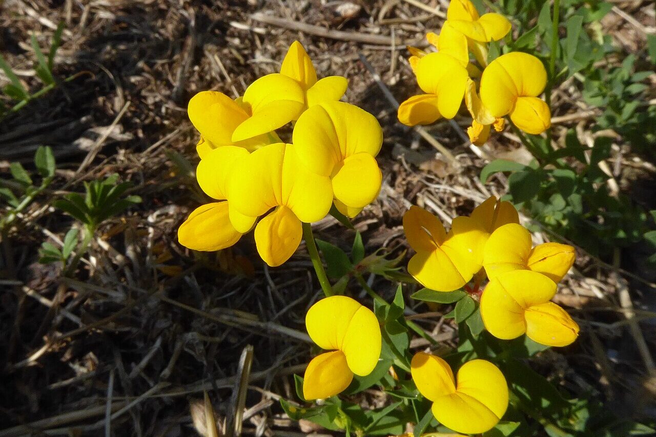 Leuchtend gelb blühende Wiesenblume (Hornklee)