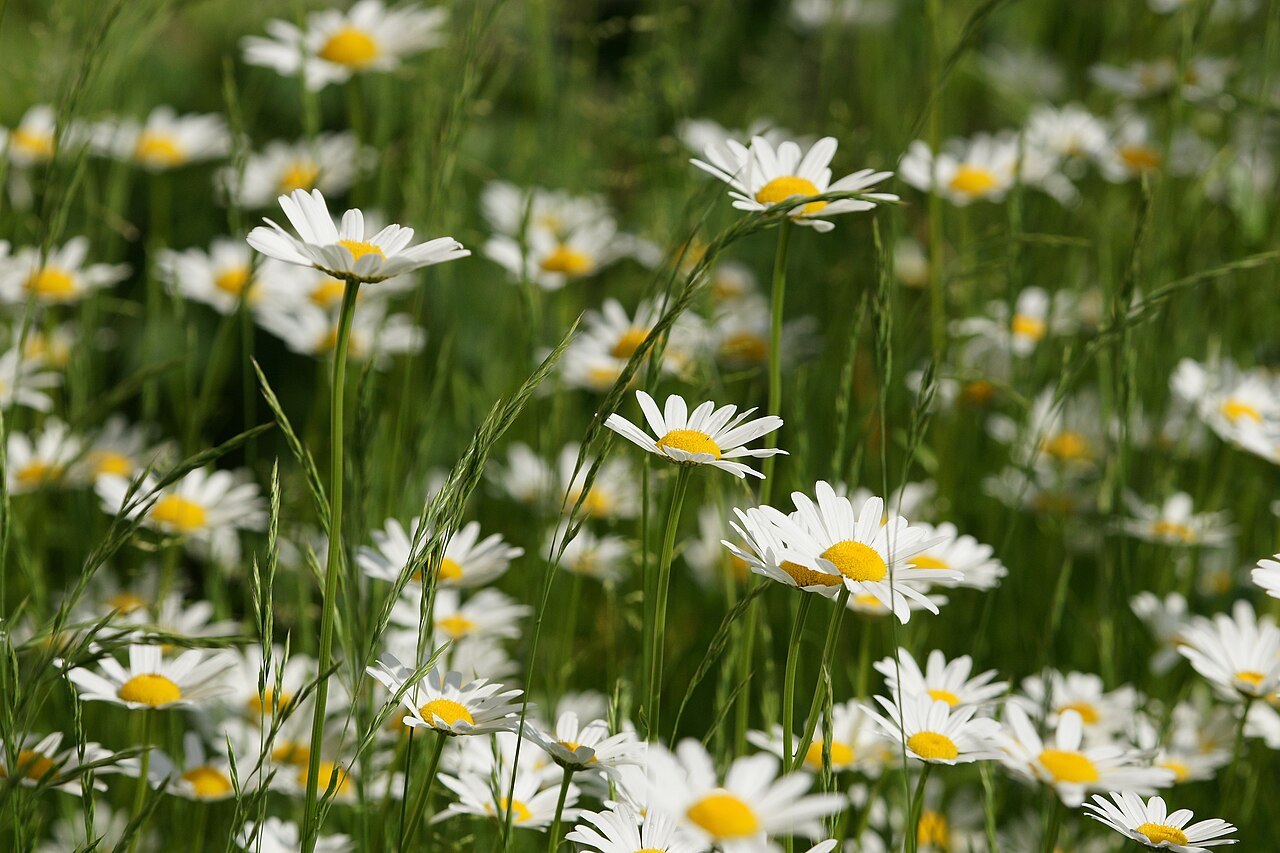 Wiese mit vielen weiß blühenden Margeriten