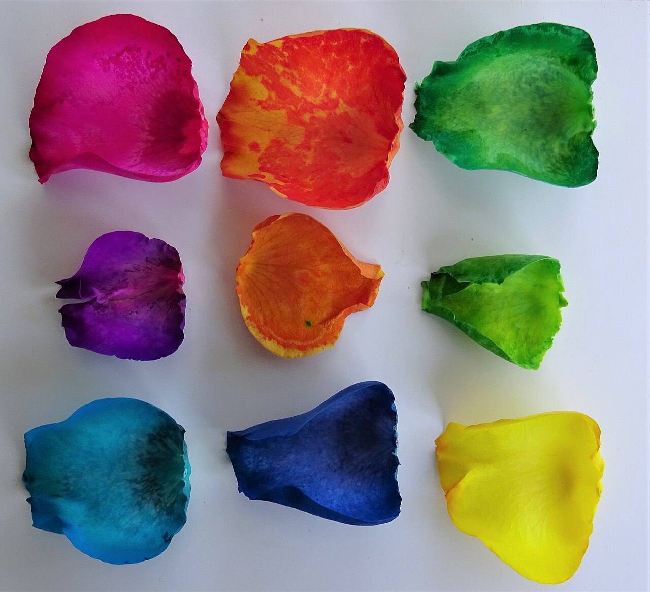 bunt gefärbte Rosenblütenblätter