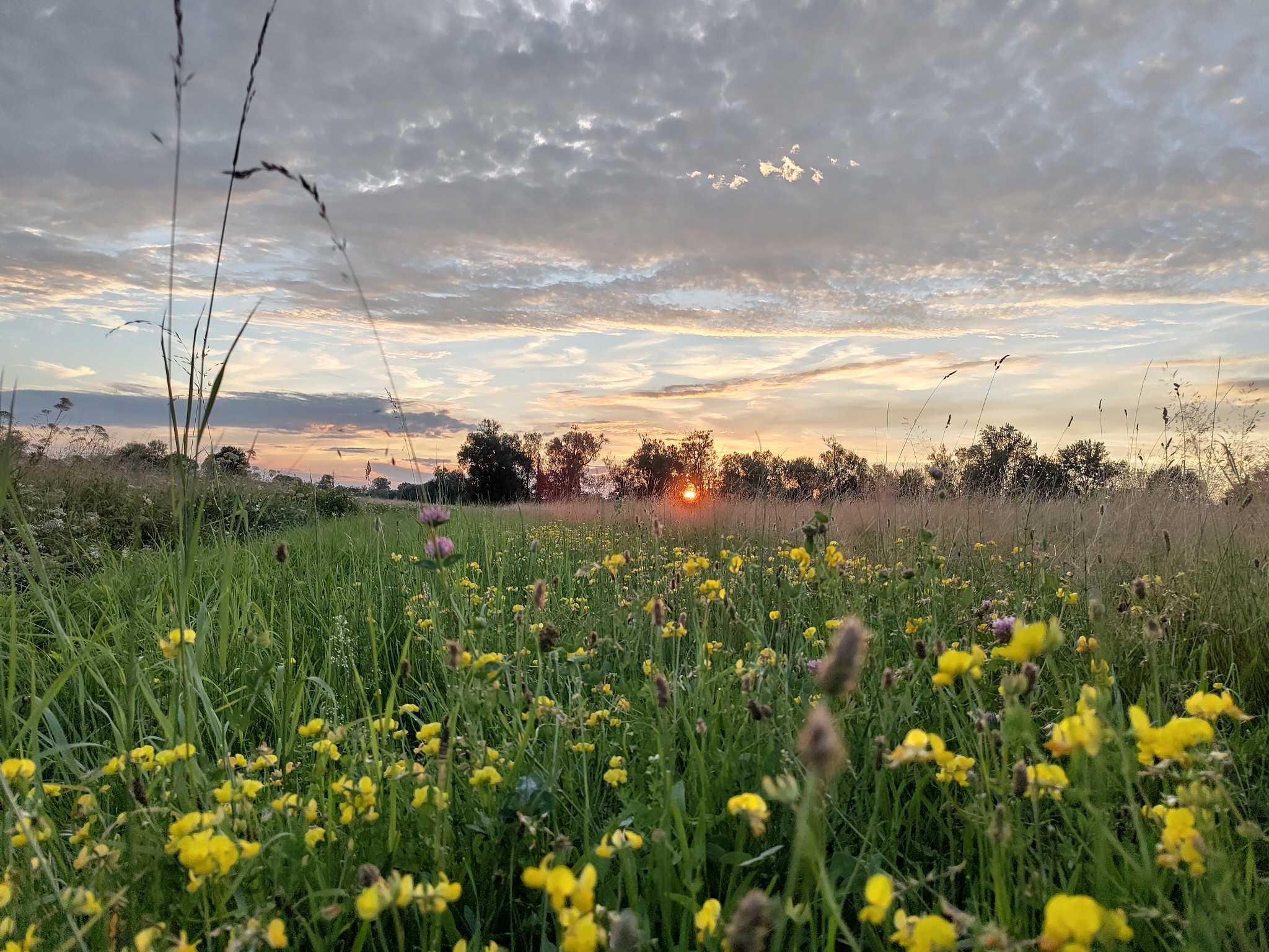 gelb blühende Wiese im Sonnenuntergang