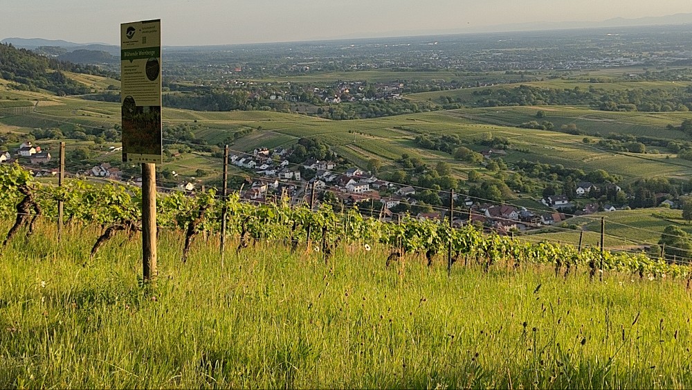 Weinberglandschaft mit Hinweisschild in der Abendsonne