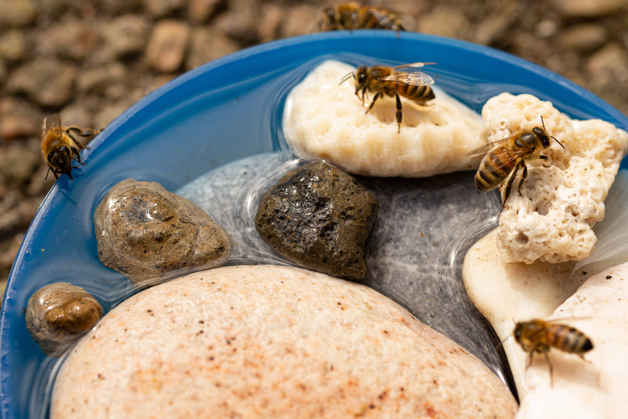 Bienen trinken Wasser aus einer blauen Schüssel und sitzen dabei auf Steinen