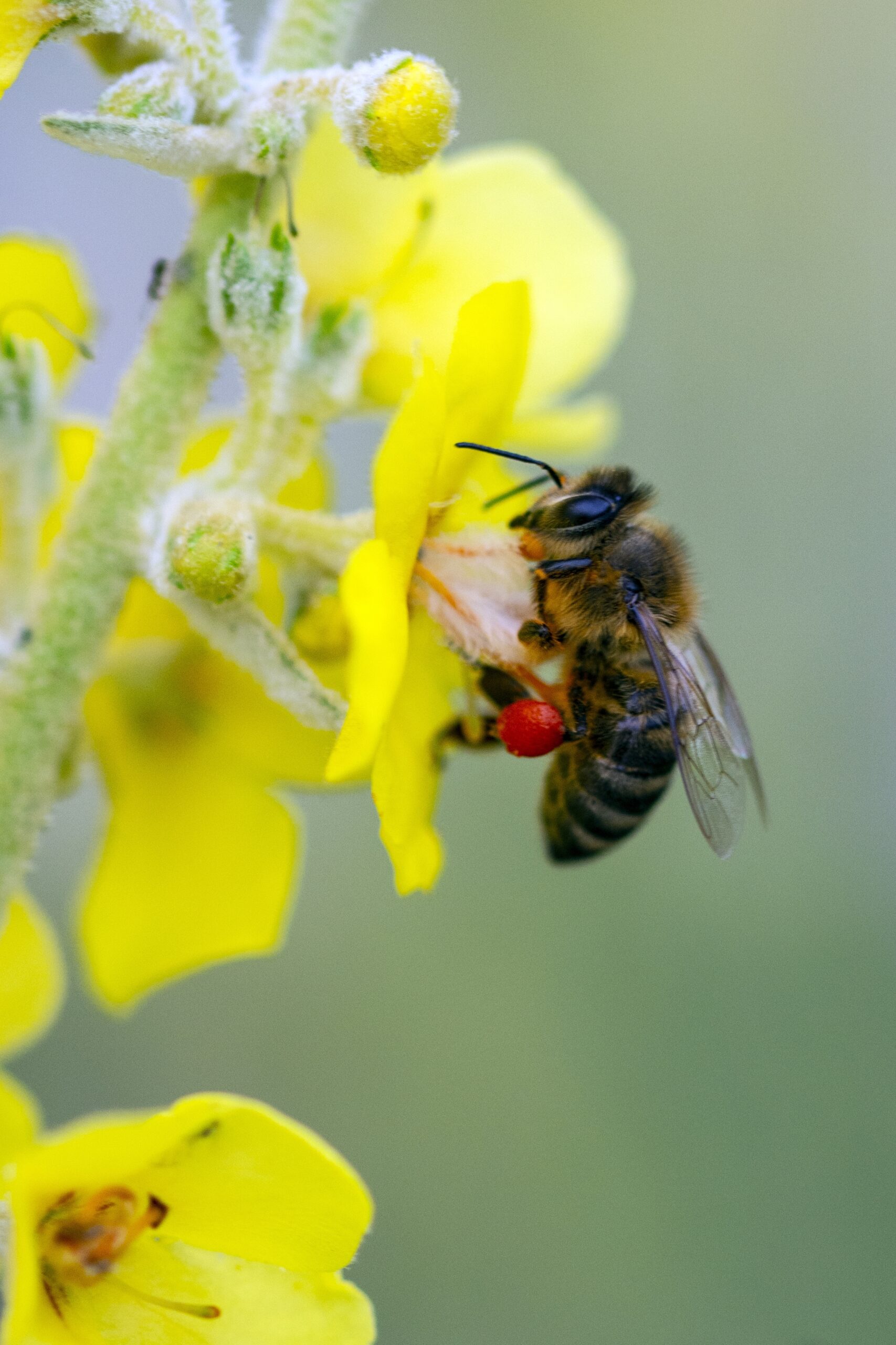 eine Biene im Flug mit rotem Pollen am Bein auf einer gelben Blüte