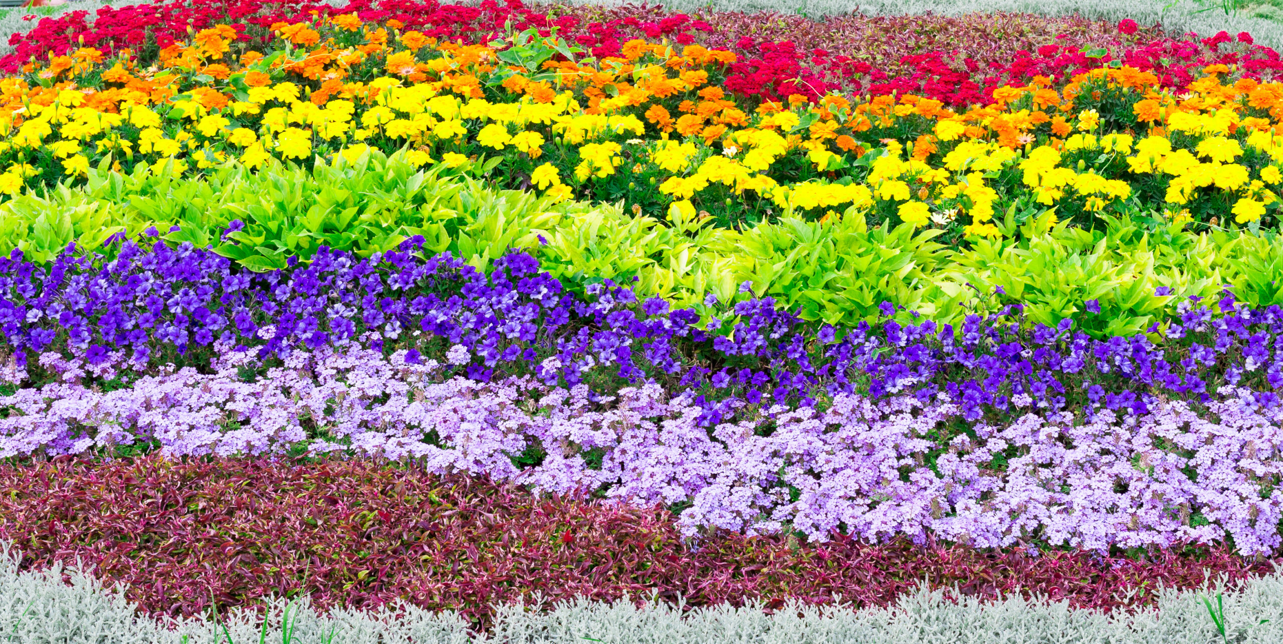 Regenbogenfarbiges Blumenbeet