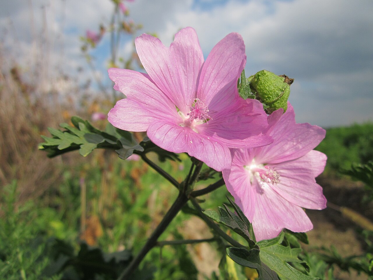 Blume mit breiten rosa Blütenblättern und fächerartigen Blättern