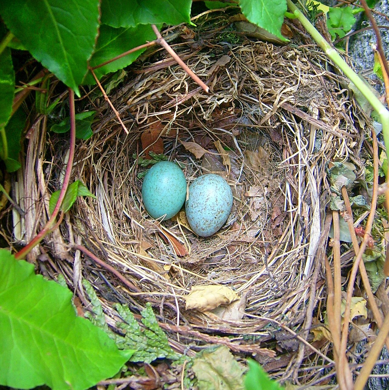 Ein rundes Nest aus Blättern und Zweigen in dem zwei türkise Amseleier liegen.
