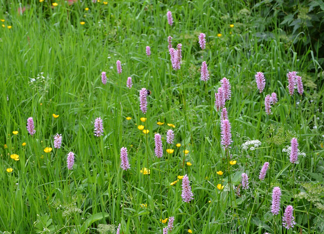 Wiese mit lila und gelben Blüten und hohem Gras