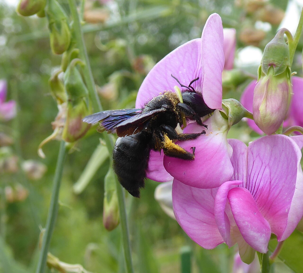 Blauschwarze Holzbiene auf einer Pinkfarbenen Blüte. Sie ist eine unserer größten Wildbienen und etwa so groß und kräftig wie eine Hummel. Ihr Körper und ihre Behaarung fühlen sich samtig und pelzig an, sind jedoch komplett tiefschwarz. Ihre auffällig langen Flügel sind auffallend derb und schillern im Sonnenlicht metallisch blau bis violett.