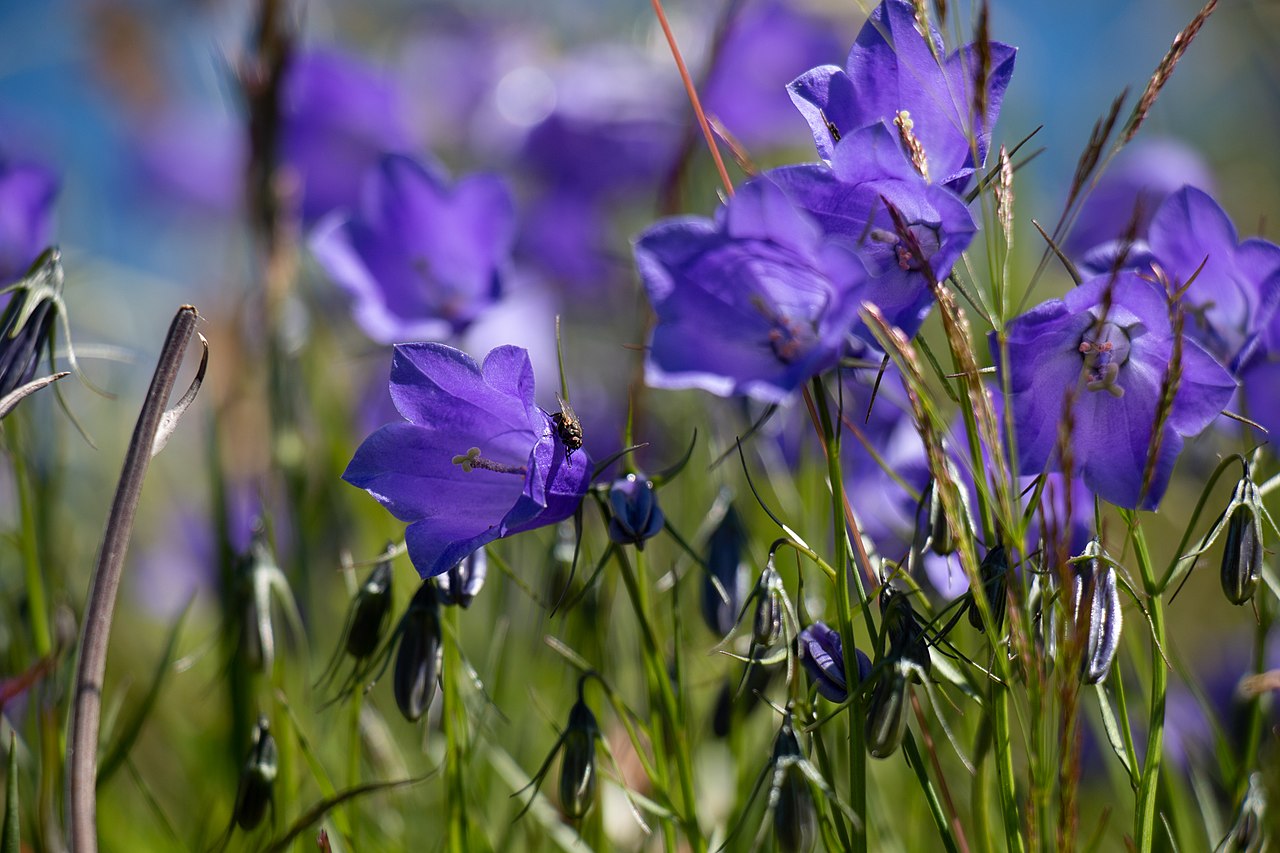 Fünfblättrige glockenförmige Blume mit violetten Blütenblättern