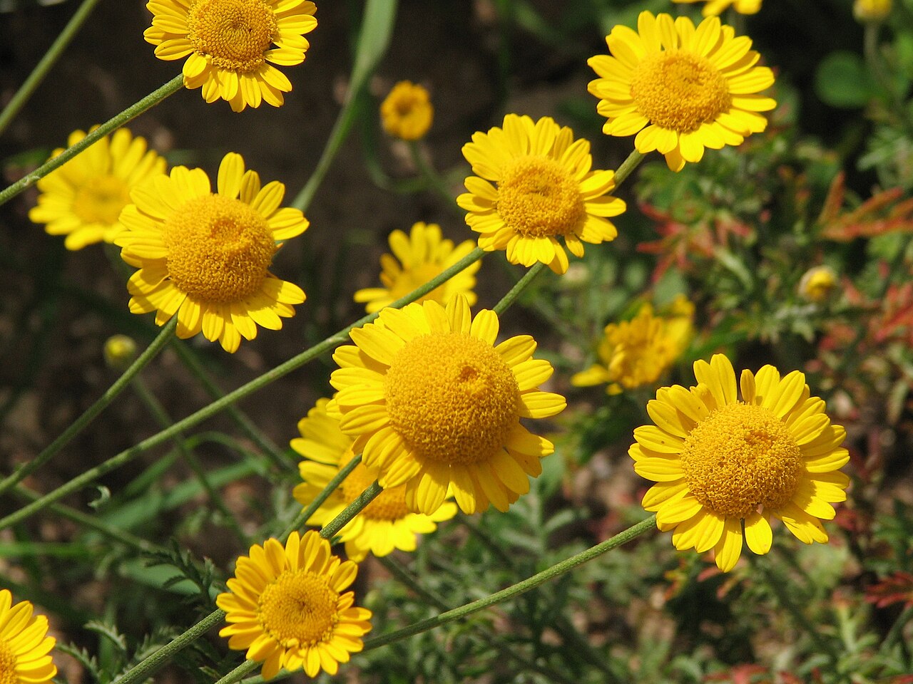 Blumen mit strahlend gelben Blütenblättern und Staubblättern