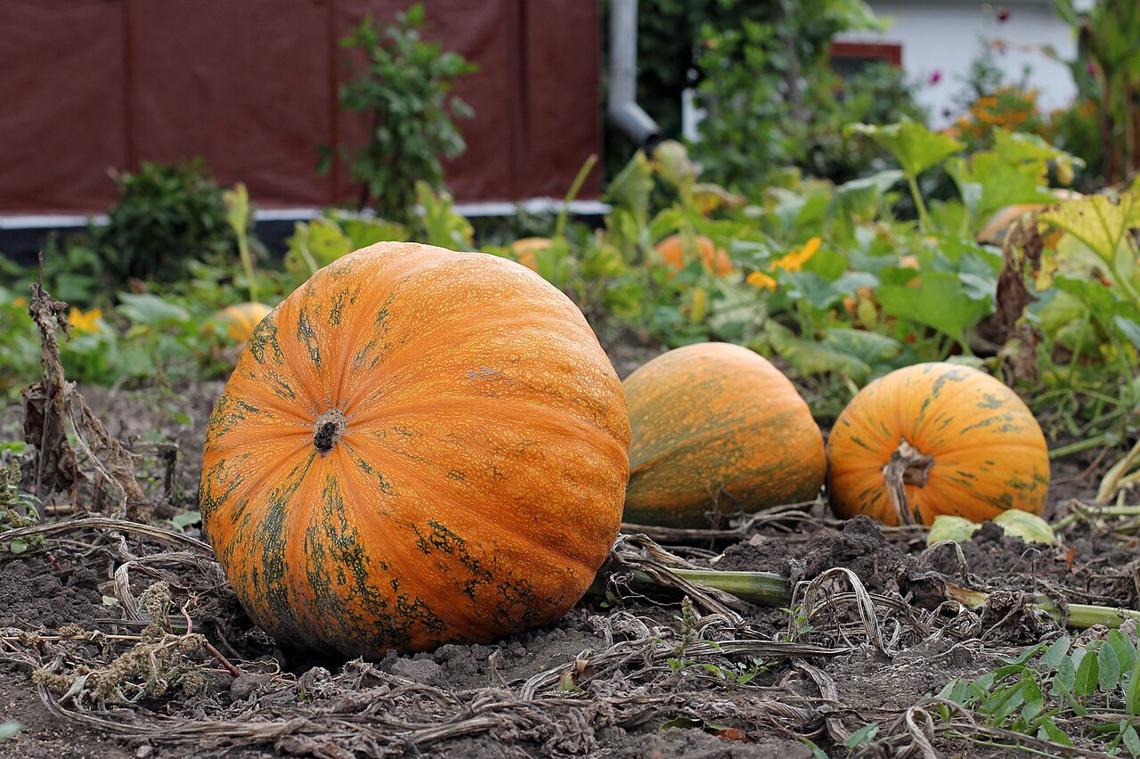 Mehrere erntebereite Kürbisse in einem Garten
