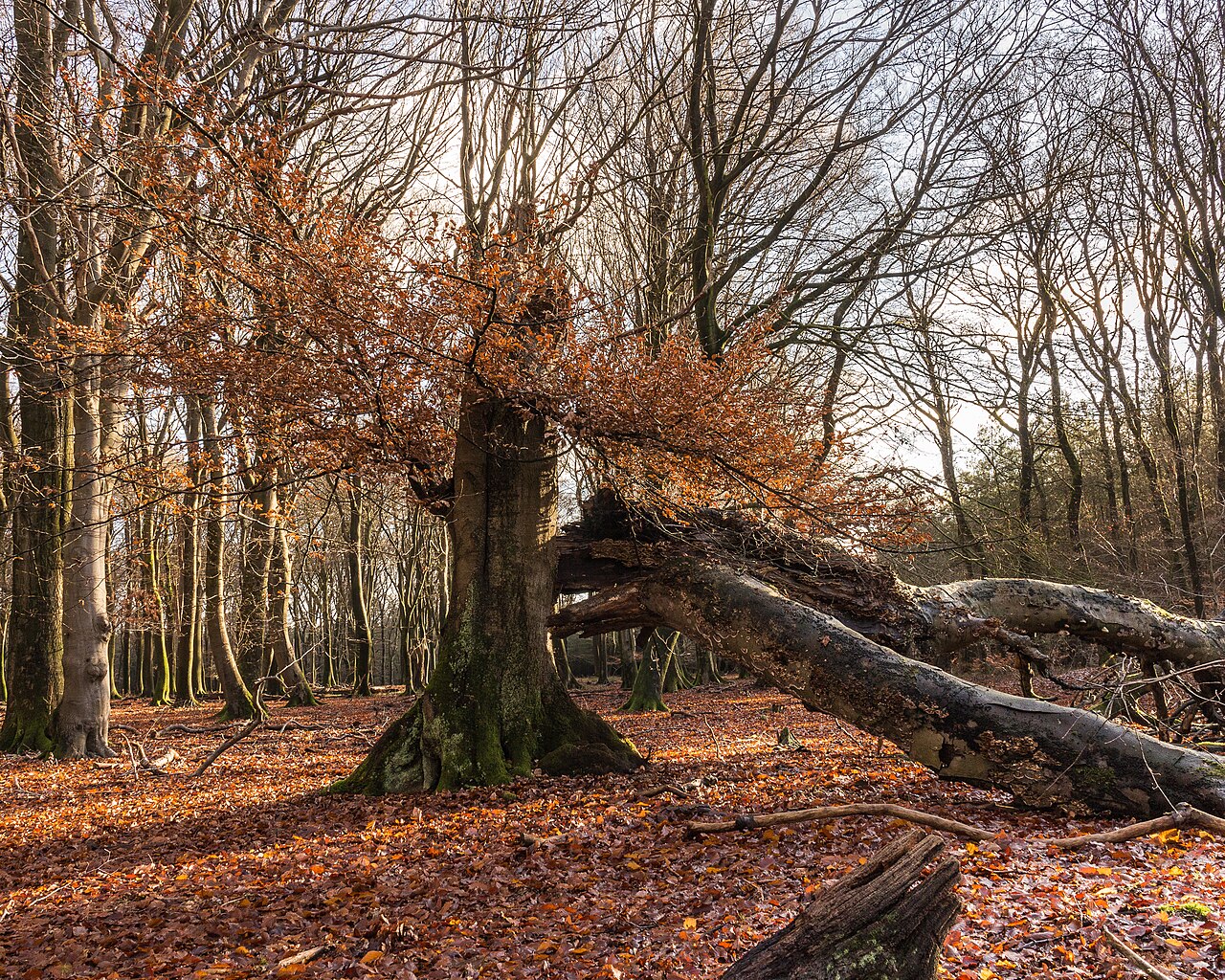 Ein herbstlicher Wald, zwei tote, umgekippte Stämme lehnen an einem noch lebenden Buchenstamm