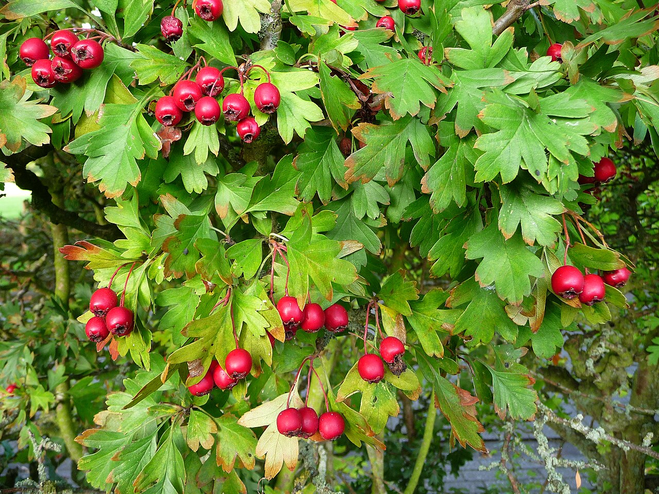 Kleine rote Beeren in einem Weißdorn-Baum